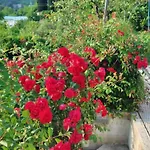 Belle فيلة Oprtalj